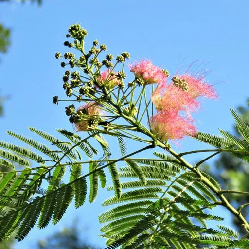 thumbnail for publication: Albizia julibrissin 'Alba': 'Alba' Mimosa Tree